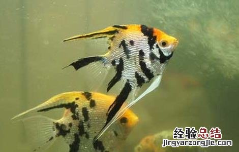 神仙鱼饲养方法 神仙鱼怎么饲养