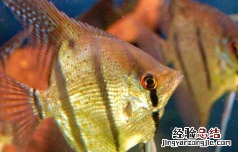 神仙鱼饲养方法 神仙鱼怎么饲养