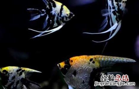 神仙鱼饲养方法 神仙鱼怎么饲养