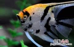神仙鱼饲养方法 神仙鱼怎么饲养