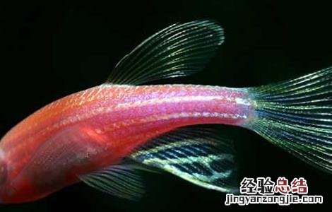 神仙鱼和什么鱼混养 神仙鱼和什么鱼混养好
