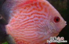 神仙鱼和什么鱼混养 神仙鱼和什么鱼混养好
