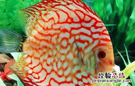 神仙鱼和什么鱼混养 神仙鱼和什么鱼混养好