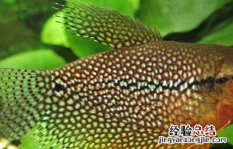神仙鱼和什么鱼混养 神仙鱼和什么鱼混养好