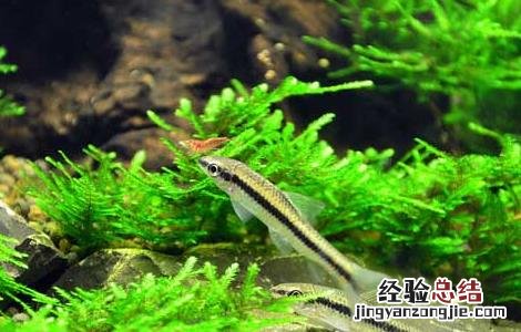 神仙鱼和什么鱼混养 神仙鱼和什么鱼混养好
