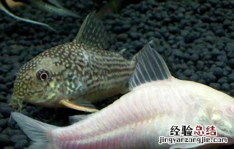 神仙鱼和什么鱼混养 神仙鱼和什么鱼混养好