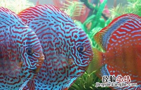 七彩神仙鱼怎么养 七彩神仙鱼怎么养最好