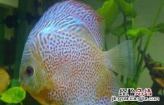 七彩神仙鱼怎么养 七彩神仙鱼怎么养最好