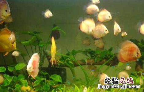七彩神仙鱼怎么养 七彩神仙鱼怎么养最好