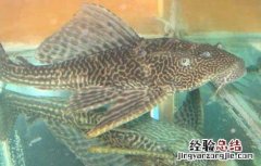 清道夫鱼为什么会死 清道夫鱼为什么会死掉