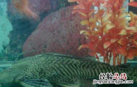 清道夫鱼能吃吗 清道夫鱼能吃吗?