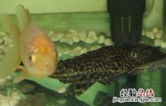 清道夫鱼能吃吗 清道夫鱼能吃吗?