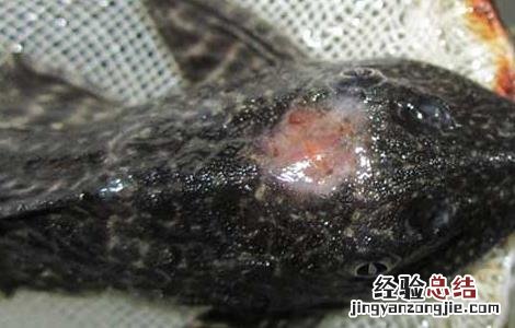 清道夫长白斑怎么办 清道夫长白斑怎么办?