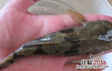 清道夫长白斑怎么办 清道夫长白斑怎么办?