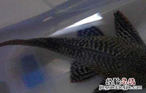 清道夫长白斑怎么办 清道夫长白斑怎么办?