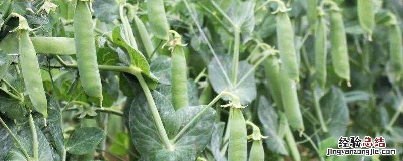 甜脆豌豆的种植和管理，什么时候种植合适