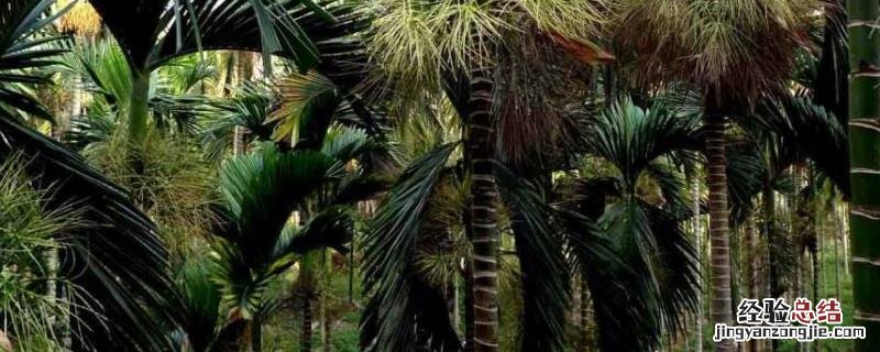 槟榔种植技术与栽培管理,种植多少年可以摘果
