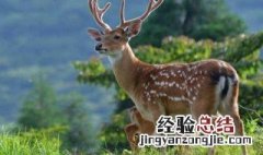 梅花鹿养殖条件 梅花鹿养殖的条件是什么