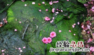 关于祖国的诗 爱国的古诗