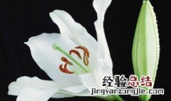 马蹄莲能否和百合一起煮水喝 马蹄莲能否和百合一起煮水喝下火