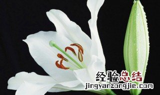 马蹄莲能否和百合一起煮水喝 马蹄莲能否和百合一起煮水喝下火