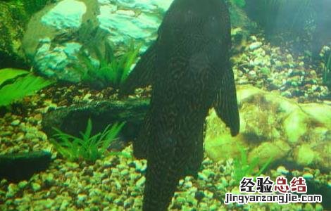 清道夫鱼最大能长多重 清道夫鱼能长多大