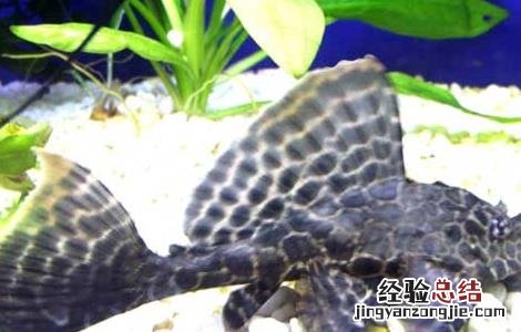 清道夫鱼最大能长多重 清道夫鱼能长多大