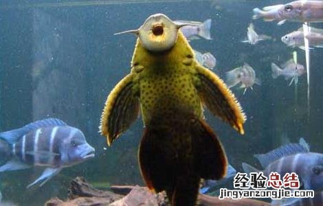 清道夫鱼最大能长多重 清道夫鱼能长多大