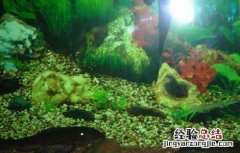 清道夫能和锦鲤混养吗 清道夫能和锦鲤混养吗图片