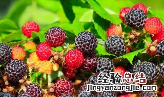 树莓能不能直接吃 树莓能直接吃吗