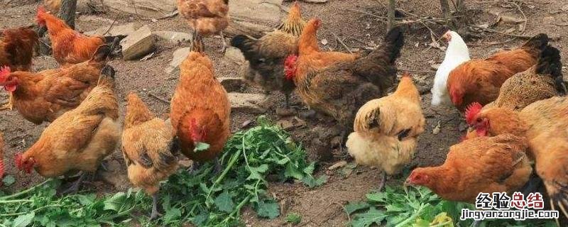 大蒜能给鸡驱虫吗，鸡驱虫还有什么其他的土办法
