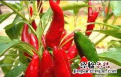 朝天辣椒的品种图片 朝天椒品种和图片