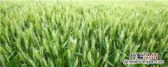 冠麦2号品种介绍视频 冠麦2号品种介绍