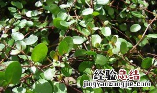 千叶花的功效与作用 千叶花的功效与作用禁忌