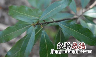 樟树的功效与作用 樟树根的功效与作用