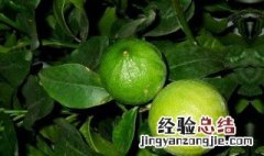 水果佛手柑可以生吃吗 佛手柑能生吃吗?