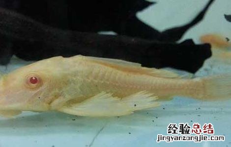 清道夫是什么意思 清道夫是什么职业