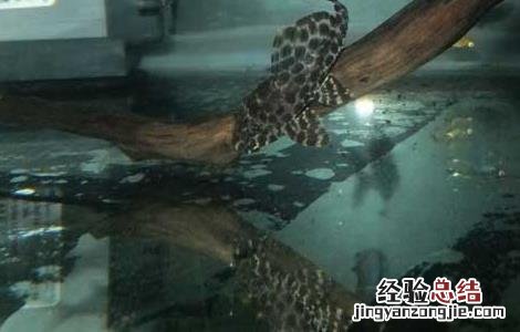 清道夫能与金鱼混养吗? 清道夫能和金鱼混养吗