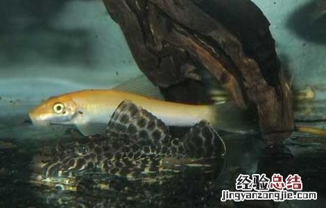 清道夫能与金鱼混养吗? 清道夫能和金鱼混养吗