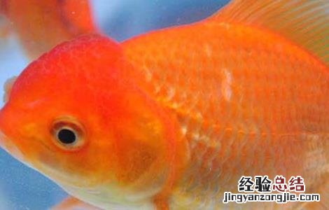 清道夫能与金鱼混养吗? 清道夫能和金鱼混养吗