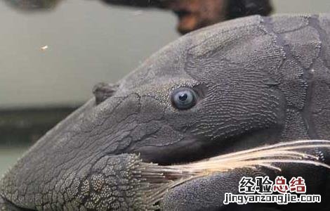 清道夫一般寿命多长 清道夫能活多长时间