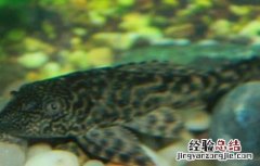 清道夫一般寿命多长 清道夫能活多长时间