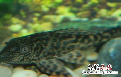 清道夫一般寿命多长 清道夫能活多长时间