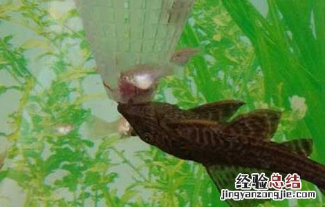 清道夫一般寿命多长 清道夫能活多长时间