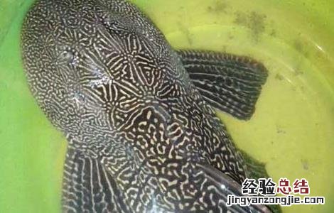 热带鱼清道夫的繁殖方法 清道夫鱼怎么繁殖