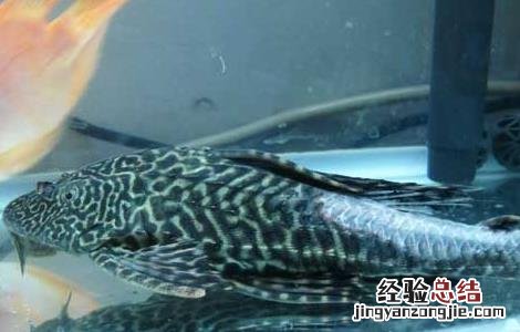 热带鱼清道夫的繁殖方法 清道夫鱼怎么繁殖