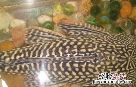 热带鱼清道夫的繁殖方法 清道夫鱼怎么繁殖