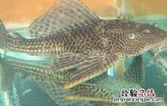 热带鱼清道夫的繁殖方法 清道夫鱼怎么繁殖