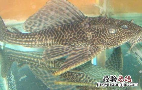 热带鱼清道夫的繁殖方法 清道夫鱼怎么繁殖
