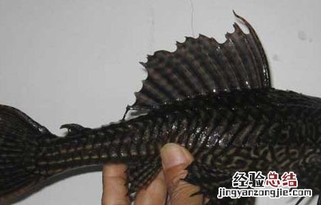 热带鱼清道夫的繁殖方法 清道夫鱼怎么繁殖